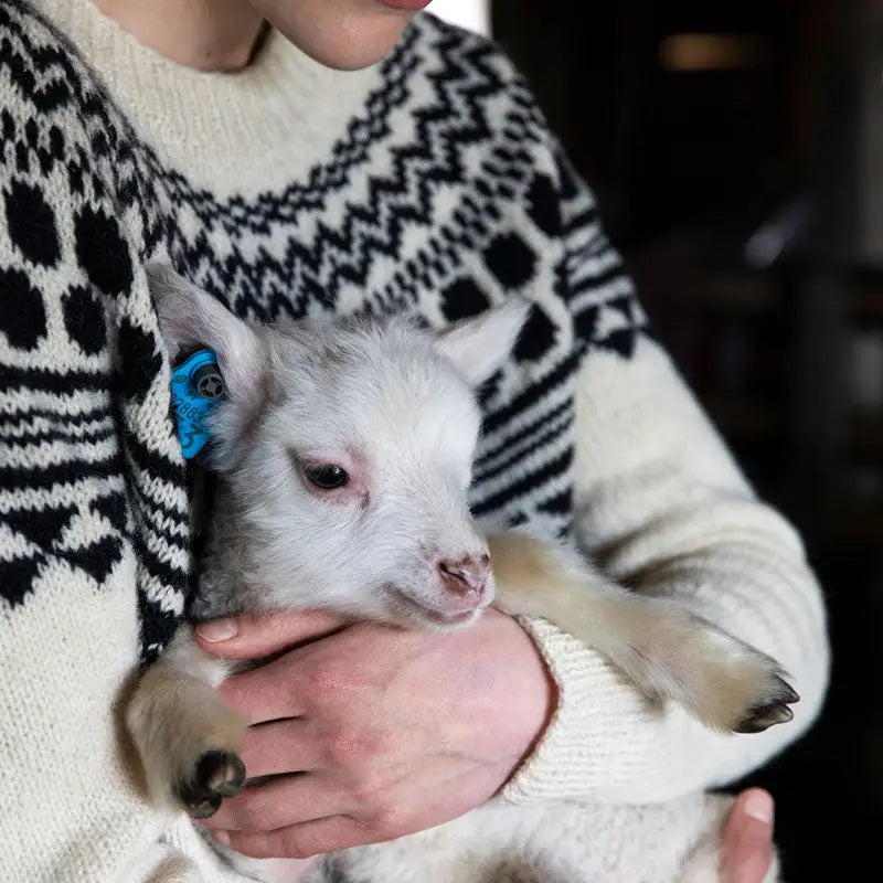 a person wearing a black and white sweater holding a baby goat