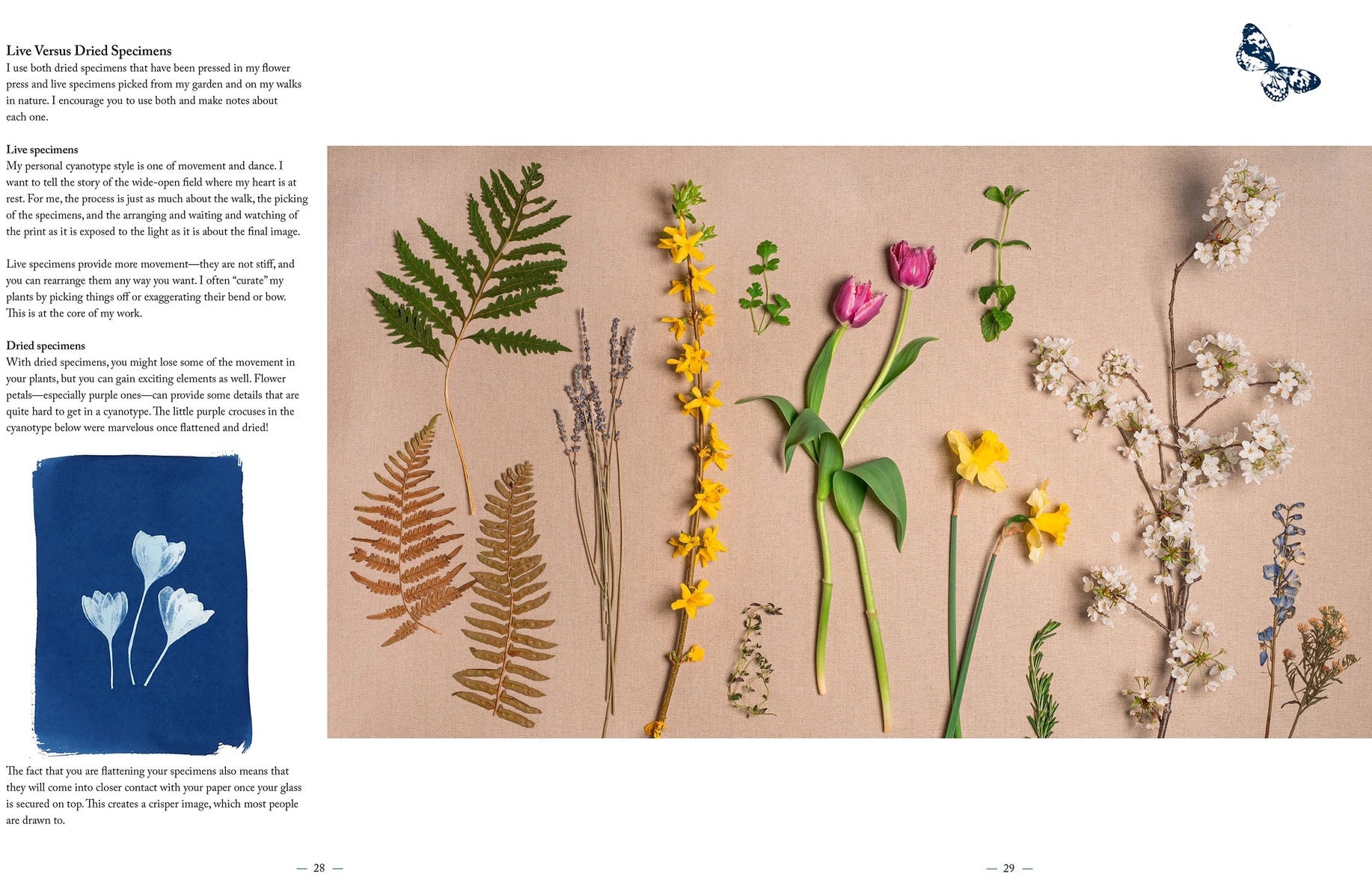 Collection of dried plants and flowers on a beige background