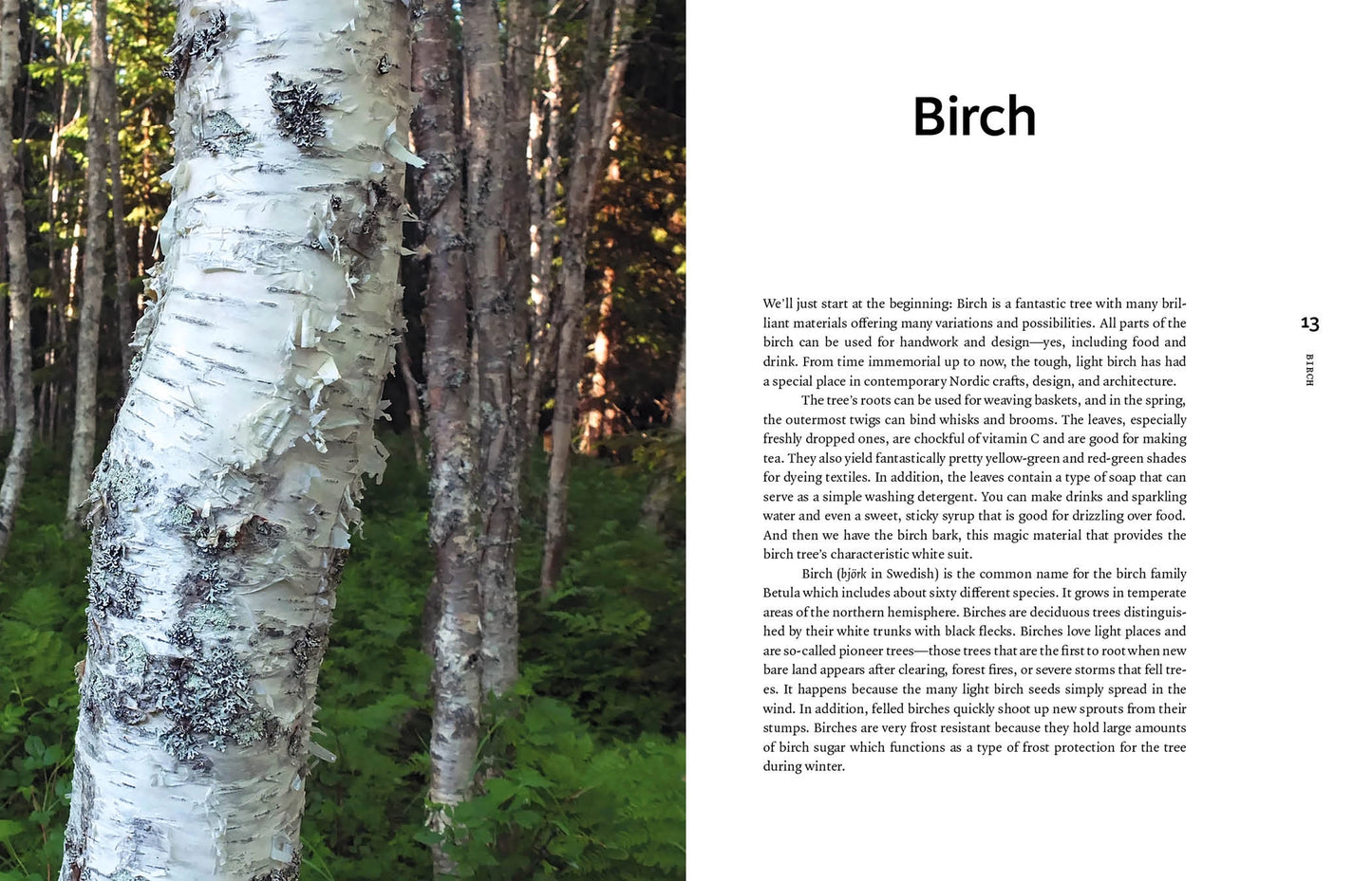 An open book spread showing a page about Birch. The left page features a close-up photograph of a birch tree trunk with white bark and green leaves, and the right page contains the title 'Birch' and several paragraphs of text.
