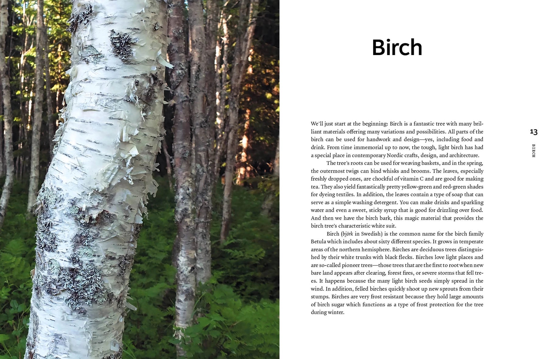 An open book spread showing a page about Birch. The left page features a close-up photograph of a birch tree trunk with white bark and green leaves, and the right page contains the title 'Birch' and several paragraphs of text.
